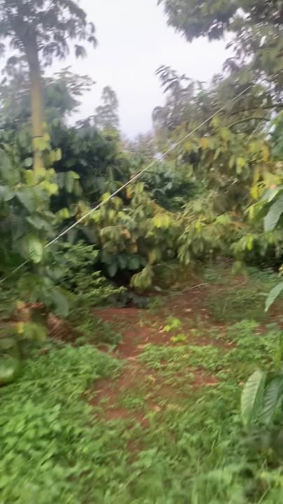 Đất nông nghiệp 10.000m² tại Ea Sin, Krông Búk - Giá chỉ 3.6 tỷ, sổ đỏ chính chủ!