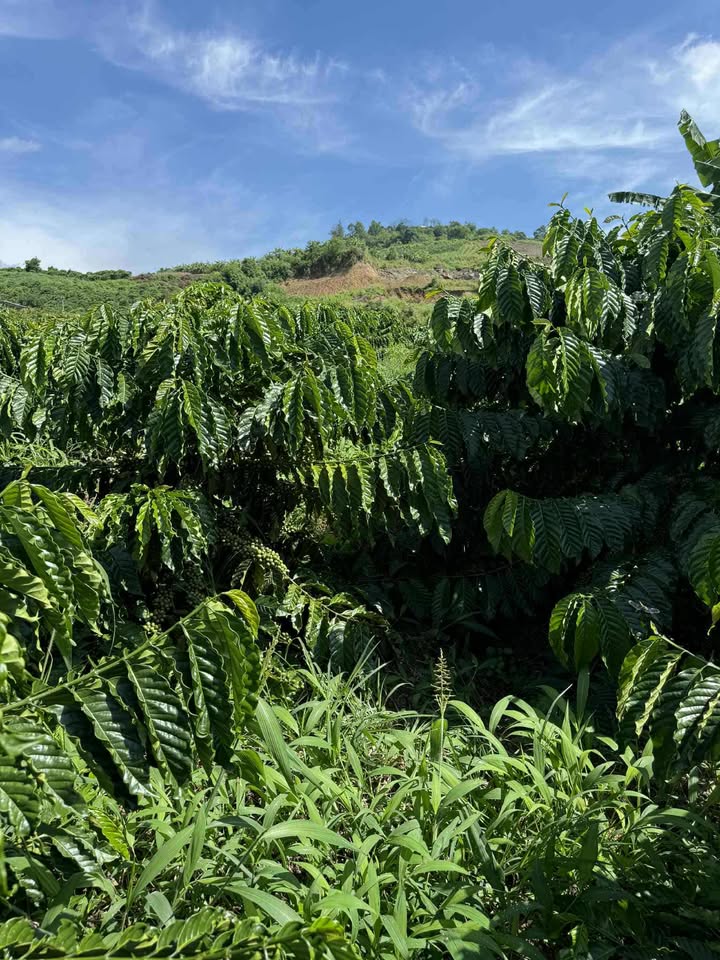 Đất Farm Tân Hà, Đức Trọng 22000m² giá 280 triệu - Cơ hội đầu tư tốt!