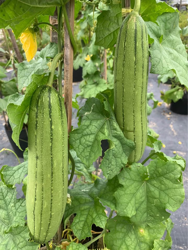 Đất nền Thọ Quang, Sơn Trà - Giá từ 7.1 tỷ - Cơ hội đầu tư hấp dẫn!