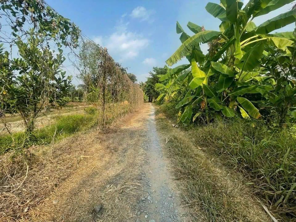 Đất nền Lấp Vò, Đồng Tháp 700m² giá chỉ 280 triệu - Cơ hội đầu tư hấp dẫn!