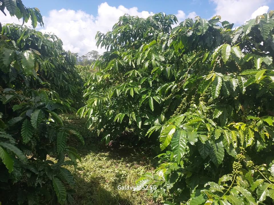 Đất nền 2ha3 xã Đạ M'Rông - Sổ đỏ chính chủ chỉ 5.5 tỷ - Cơ hội đầu tư tuyệt vời!