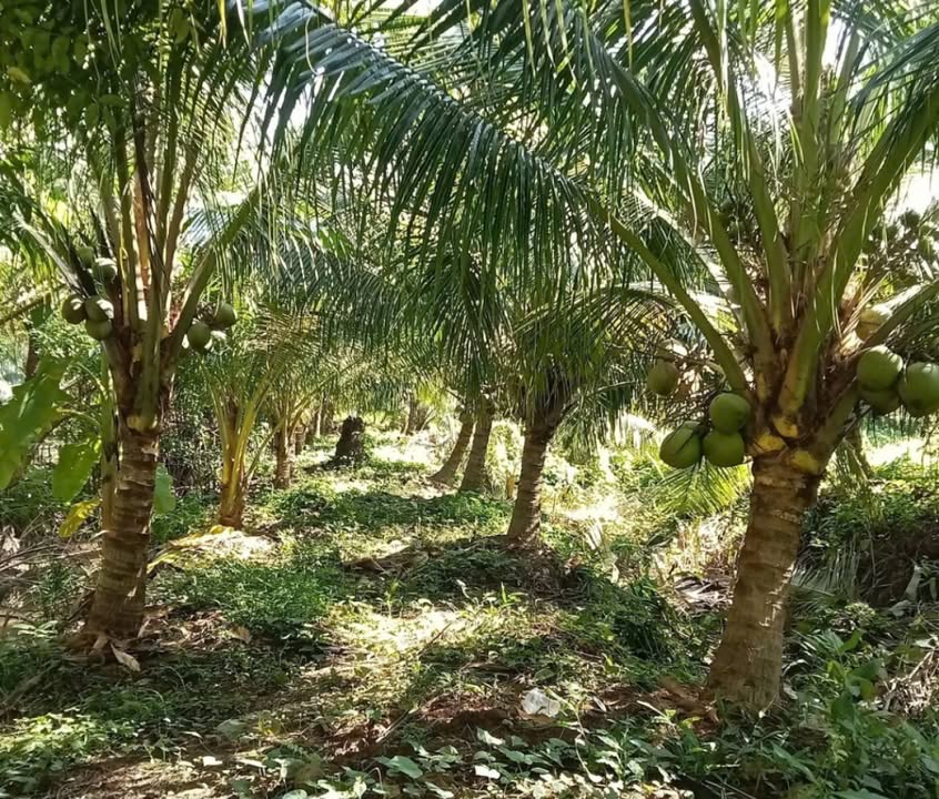 Đất vườn dừa 3000m² tại Thanh Tân, Mỏ Cày Bắc - Sổ đỏ chính chủ, giá chỉ 430 triệu!
