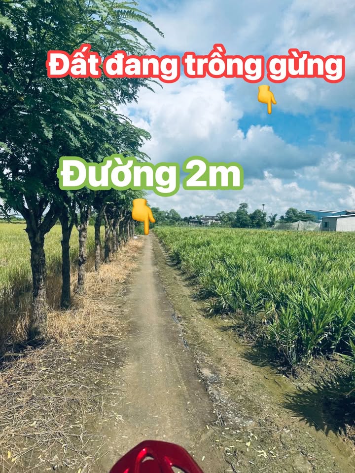 Đất nền 508m² tại xã Tân Tây, Gò Công Đông - Giá chỉ 375 triệu!