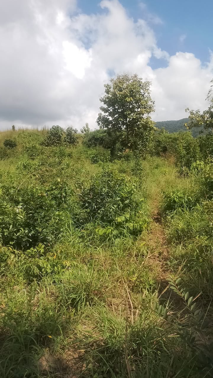 Đất nông nghiệp 2ha xã Ea Wy Đắk Lắk giá 400 triệu - Tiềm năng phát triển lớn!