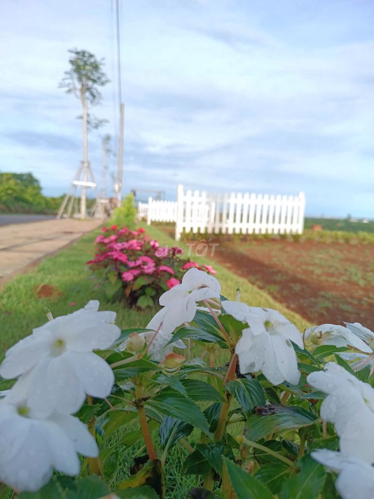 Đất thổ cư Hòa Ninh, Di Linh 300m² giá 650 triệu - Đầu tư sinh lợi bền vững!