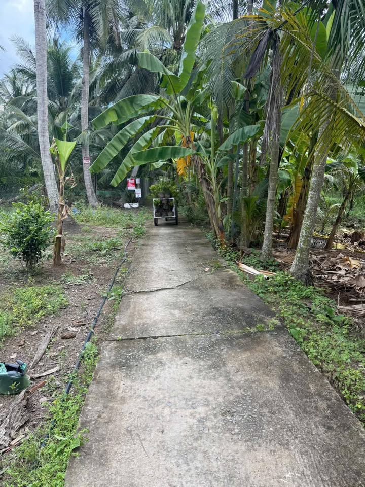 Đất nền Tân Thành Bình, Mỏ Cày Bắc 1000m² giá 650 triệu - Cơ hội đầu tư tuyệt vời!