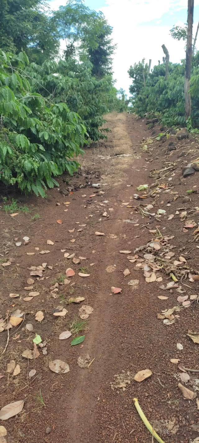 Đất nền 36.000m² tại xã Ea M'droh, huyện Cư M'gar giá 1.65 tỷ - Cơ hội đầu tư tốt!