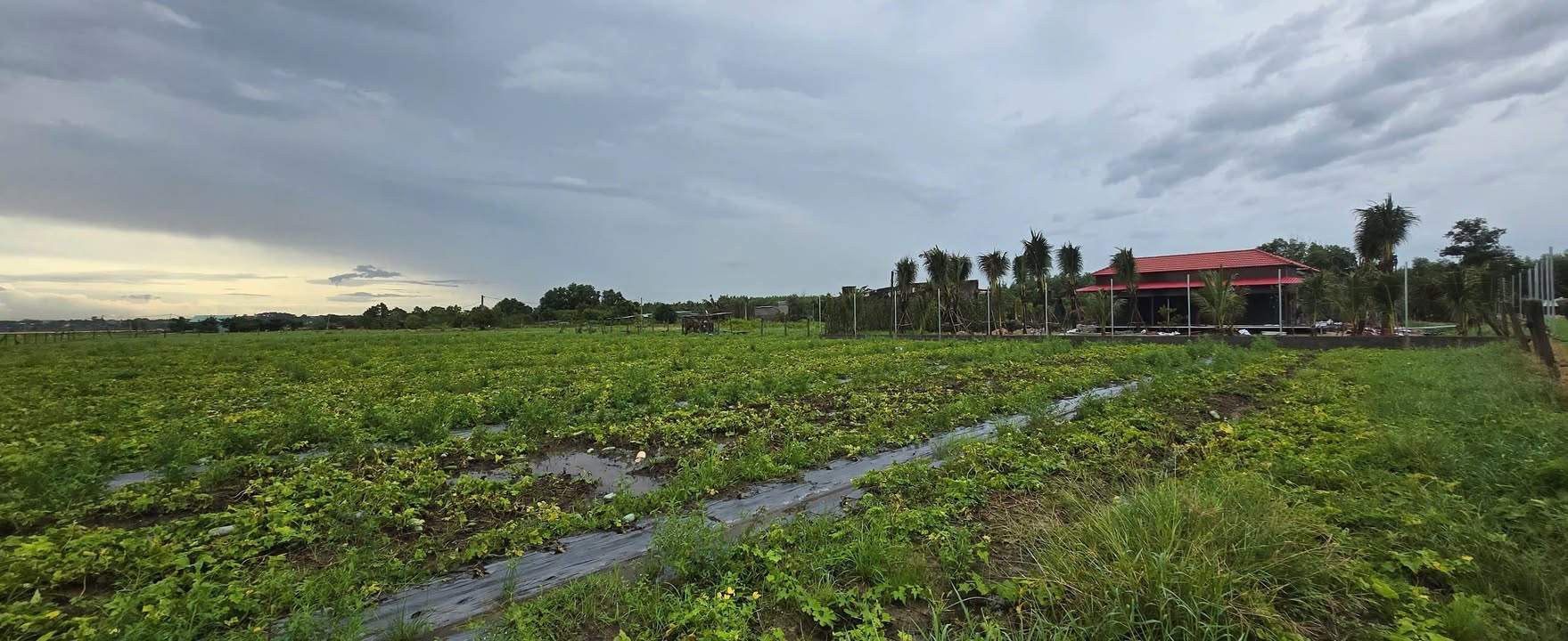 Đất lúa xã Tam Phước, Long Điền 545m² giá 450 triệu - Cơ hội đầu tư hấp dẫn!