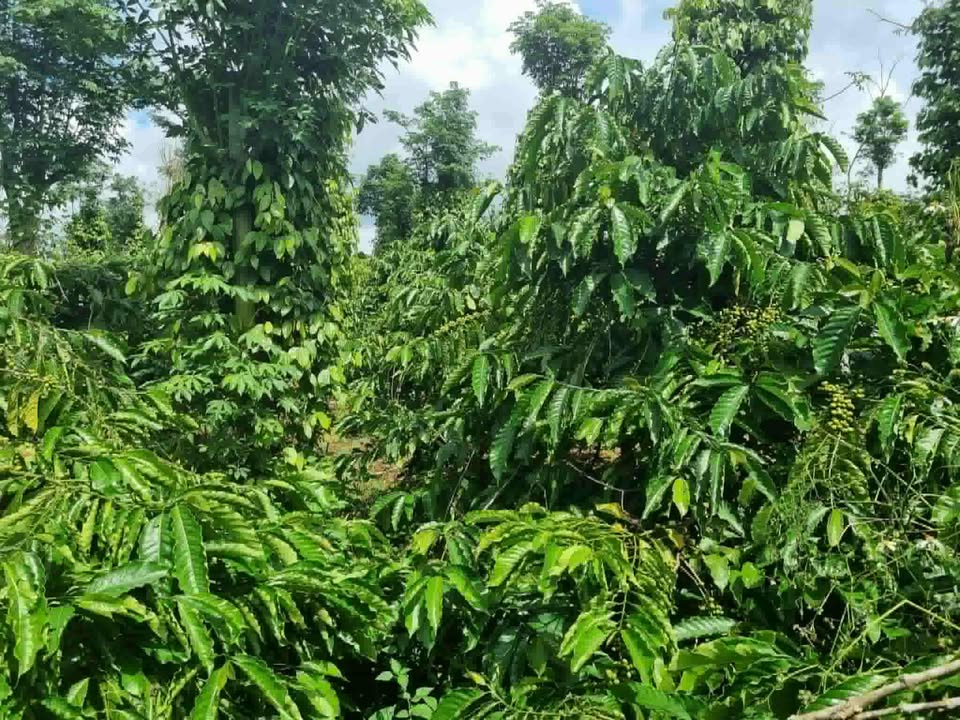 Đất rẫy 20.000m² tại Đức Minh, Đắk Mil - Giá cả thỏa thuận, pháp lý rõ ràng!