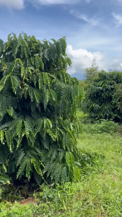 Farm 4ha tại Phú Vinh, Lâm Hà - Giá 4.8 tỷ, Đầu tư cà phê lý tưởng!