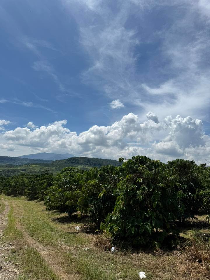 Đất nông nghiệp Liên Hà 10.000m² giá 3.5 tỷ - Đầu tư sinh lời ngay!