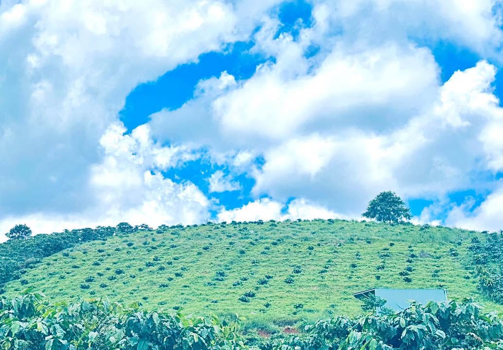 Đất vườn cà phê 3456m² tại Lộc Bắc, Bảo Lộc - Giá chỉ 1.6 tỷ!