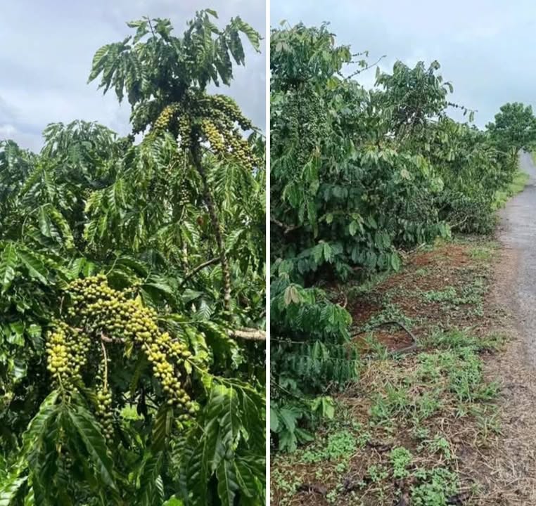 Đất vườn 3 sào Lộc Phú Bảo Lâm giá 950 triệu - Sổ đỏ chính chủ!