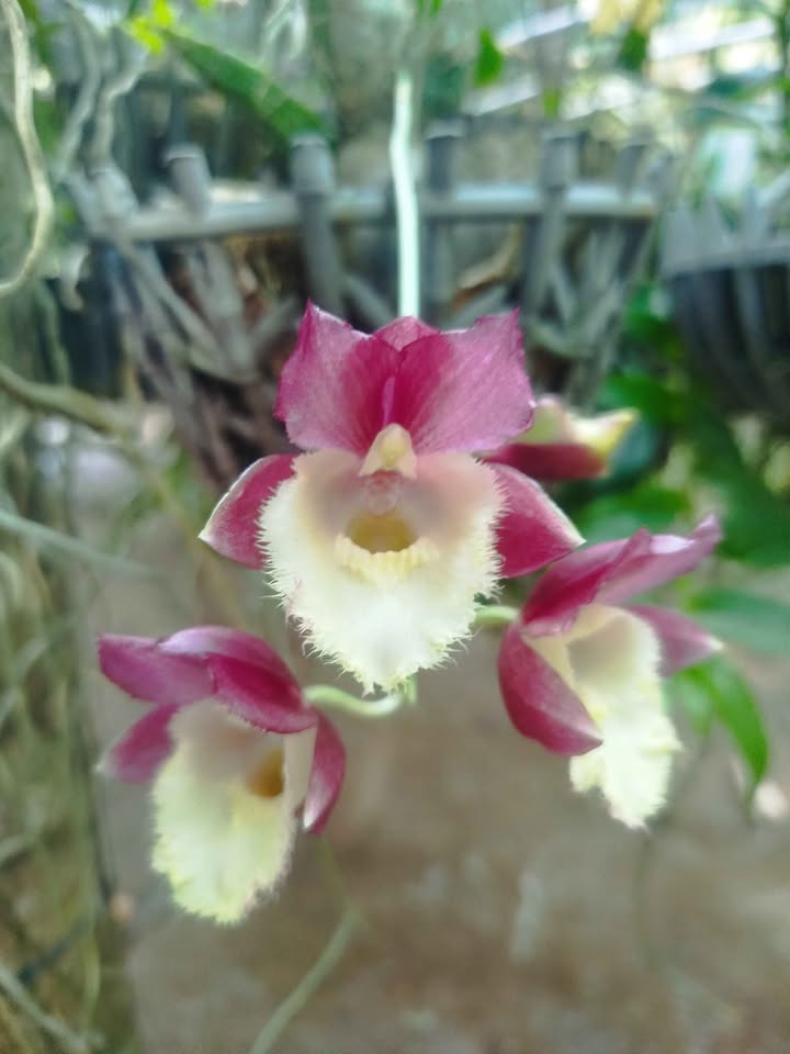 Đất vườn dừa 4500m² xã Thuận Điền, Giồng Trôm - Giá chỉ 350 triệu, bán gấp!