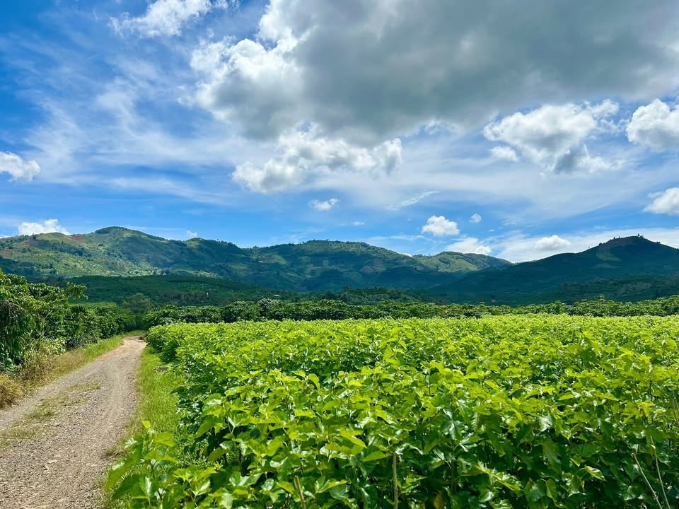 Đất nền Bảo Lộc - Hẻm Xuân Diệu, 1003m² chỉ 820 triệu - Cơ hội đầu tư tuyệt vời!