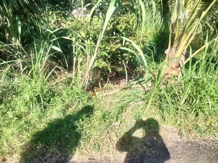 Đất mặt tiền đường Kim Sơn, Trà Cú 765m² giá 5.103 tỷ - Đầu tư sinh lời ngay!