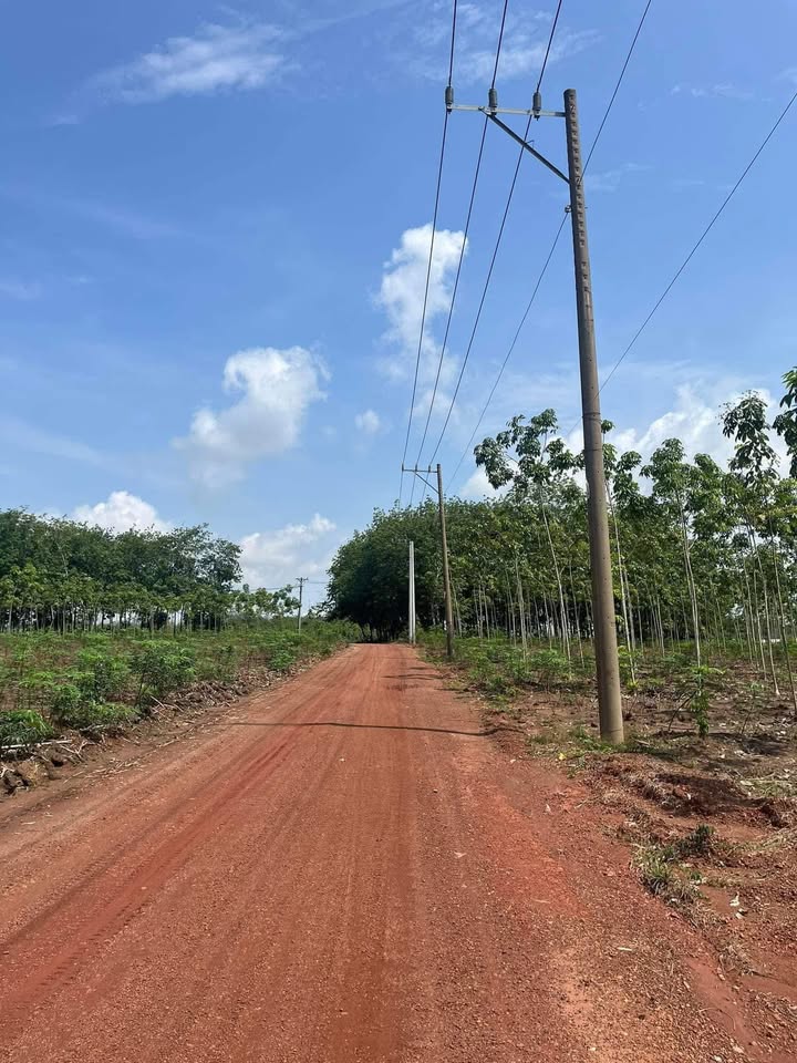 Đất thổ cư 220m² An Linh, Phú Giáo - Giá 400 triệu, chính chủ bán gấp!