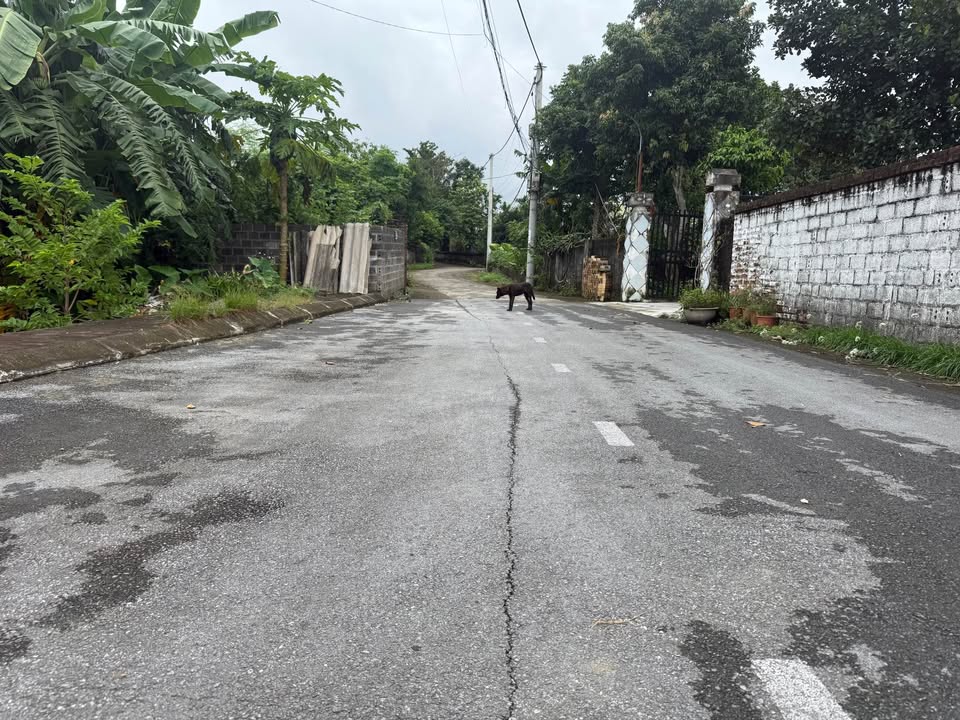 Đất nền lô góc 1730m² Phú Mãn, Quốc Oai - Giá chỉ 26 tỷ, cơ hội đầu tư tuyệt vời!