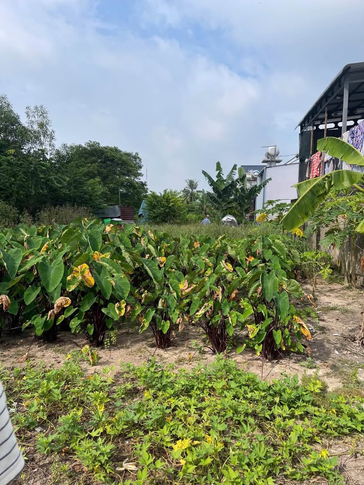 Đất nền Gò Dầu Tây Ninh 400m² giá 3 tỷ - Đầu tư sinh lời ngay!