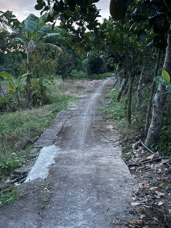 Đất Farm An Hữu 4 Công Giá 6.2 Tỷ - Cơ Hội Đầu Tư Lợi Nhuận Cao!