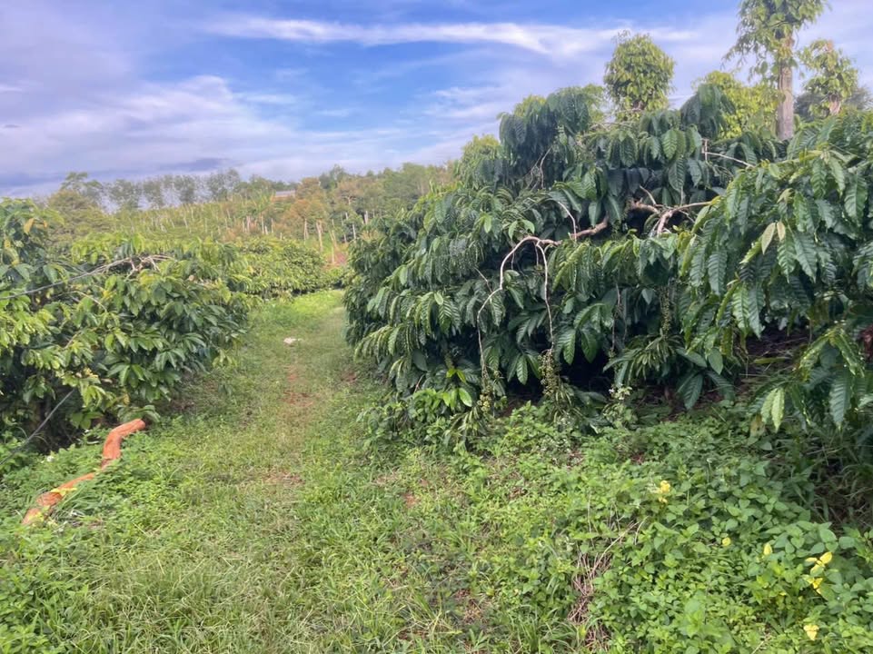 Farm 2.23ha Đắk Lắk - Giá chỉ 2.2 tỷ - Đầu tư sinh lời ngay!