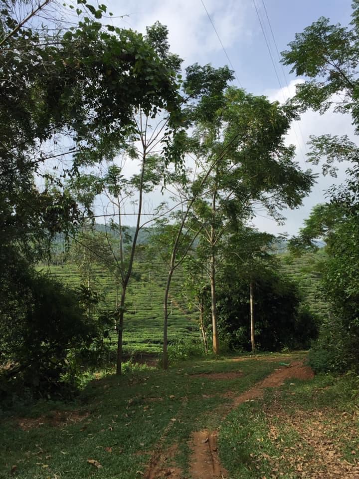 Đất vườn thôn Tân Tiến, Huyện Bắc Quang, Diện tích 1,5ha - Cơ hội đầu tư tuyệt vời!