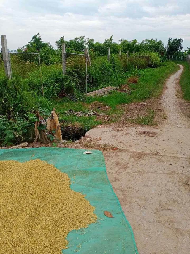 Đất Farm 2000m² tại xã Phú Lương, huyện Đông Hưng - Giá thỏa thuận hấp dẫn!