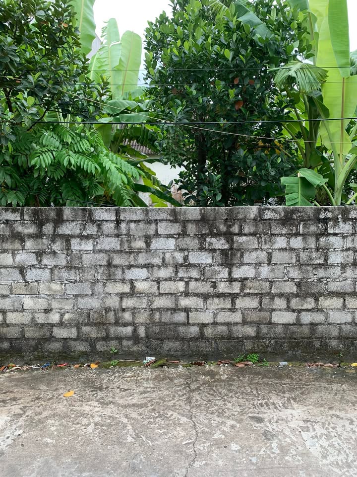 Đất nền 170m² tại Đông Lâm Văn Tố - Tứ Kỳ chỉ 700 triệu - Cơ hội đầu tư tuyệt vời!