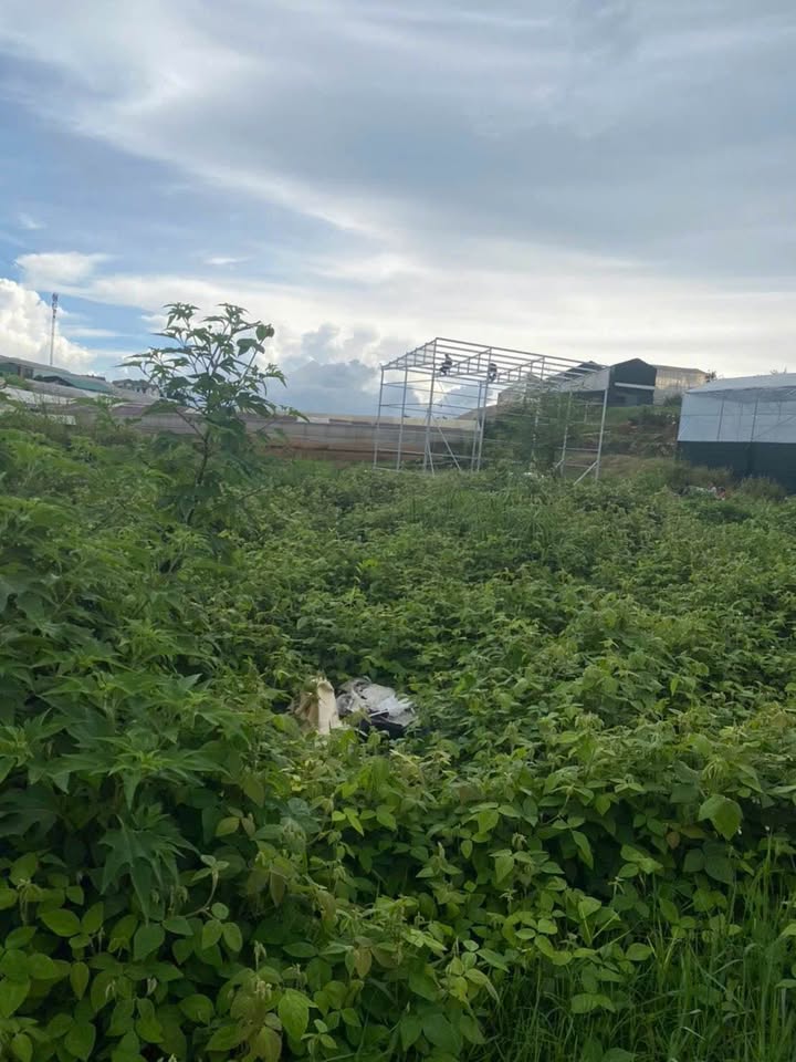 Đất nền đường Võ Trường Toản, Đà Lạt 130m² giá 1 tỷ - Đầu tư lý tưởng!