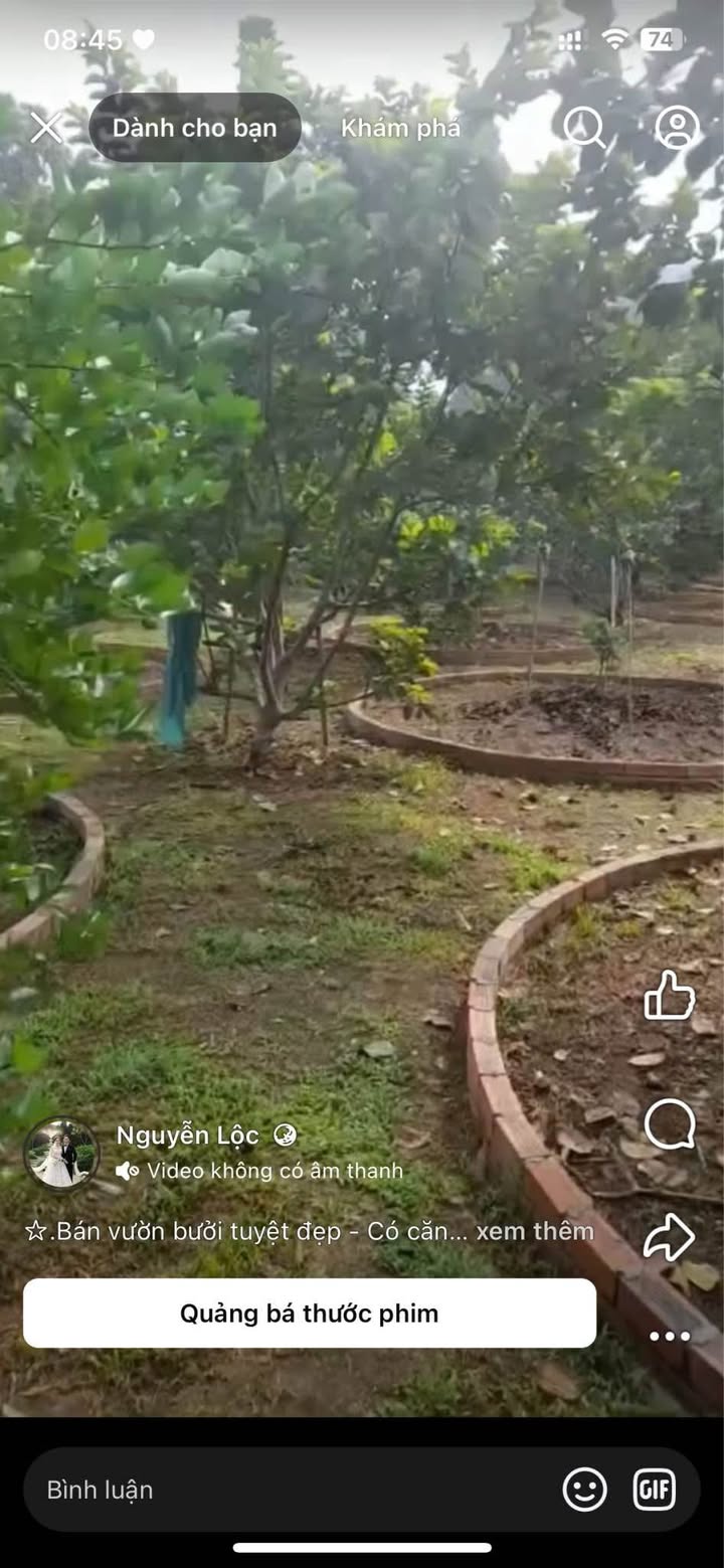 Vườn bưởi đẹp tại Trảng Dài, Biên Hòa, 1500m² giá 4 tỷ - Đầu tư hấp dẫn!