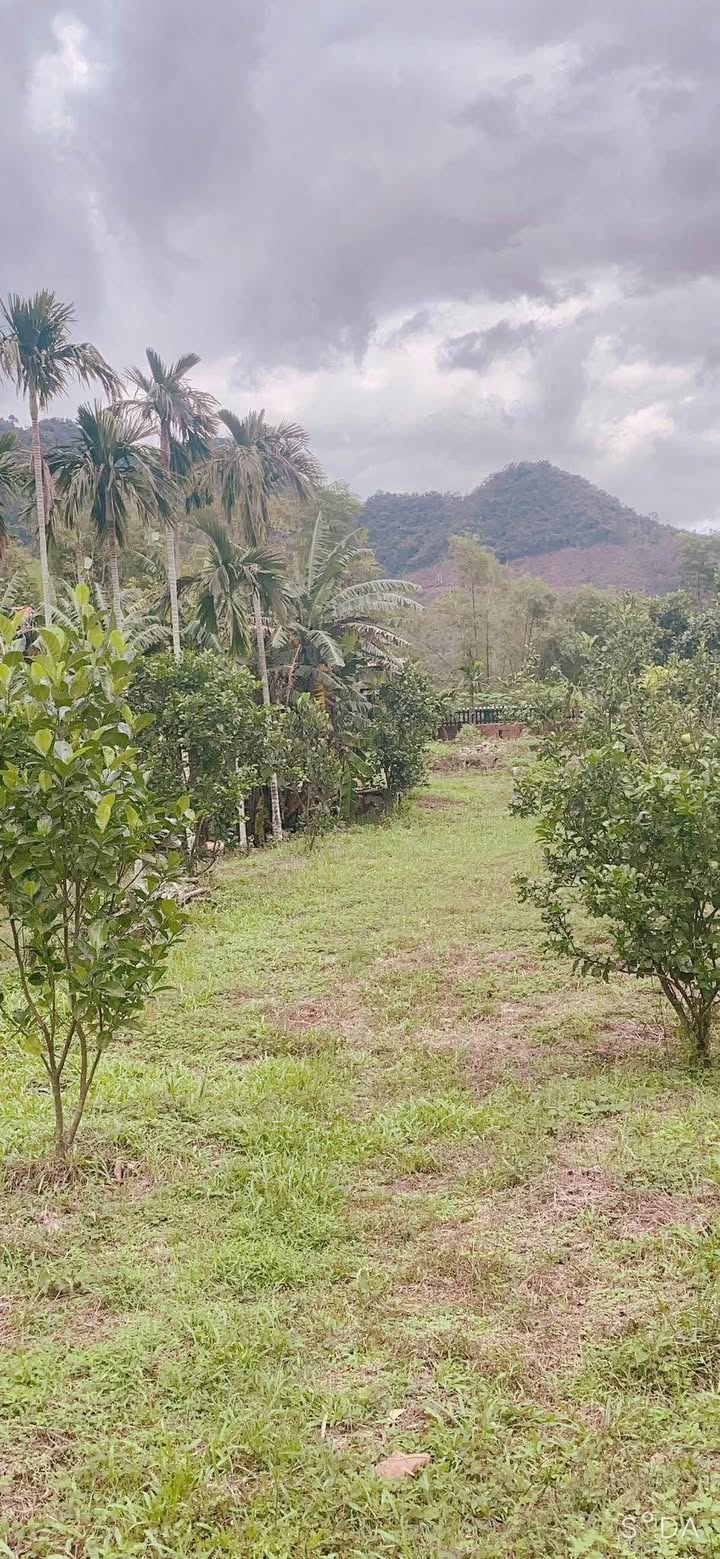 Đất trồng cây 4800m² Hòa Bắc giá chỉ 2 tỷ - Lô góc gần suối!