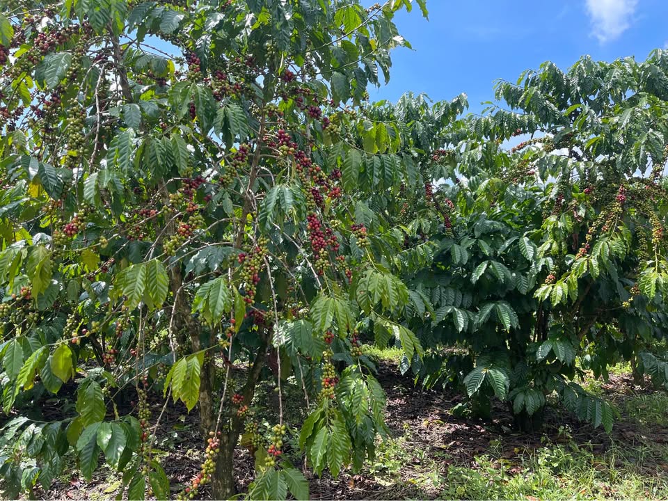 Farm 1,8ha tại Lộc Châu, Bảo Lộc giá 3,25 tỷ - Đất ôm suối, sát bên dân cư!