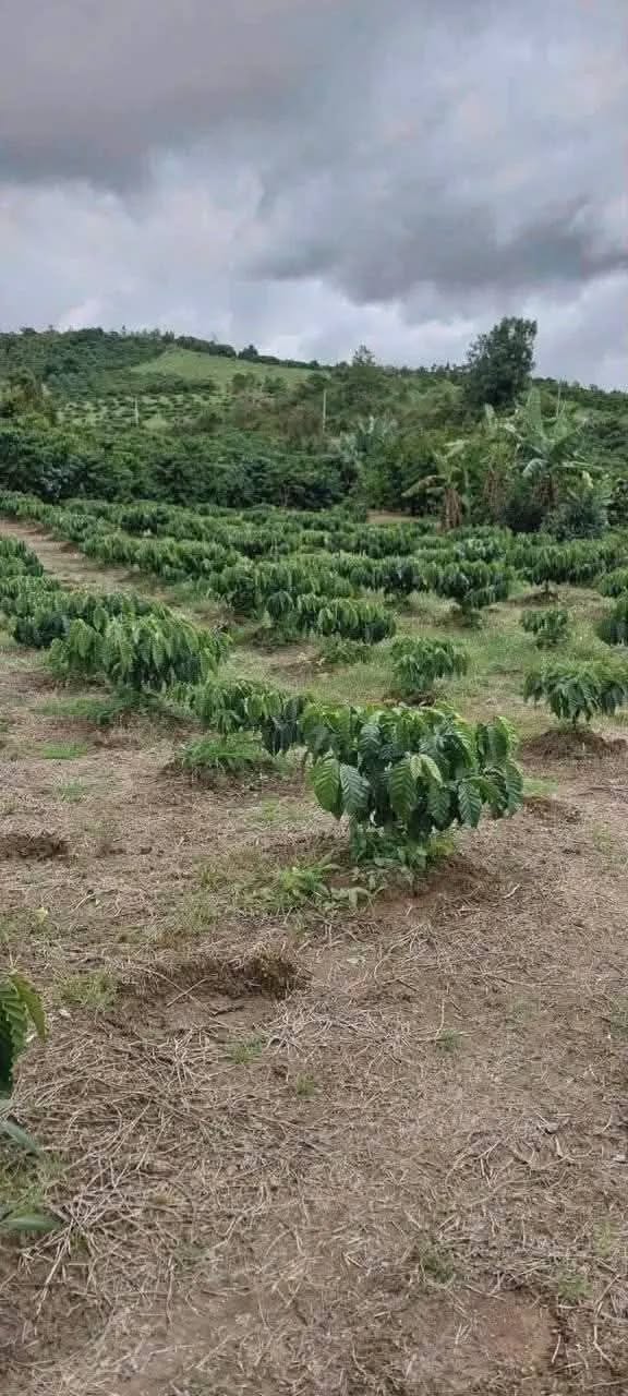 Đất Farm 2189m² tại Nguyễn Thiện Thuật, Bảo Lộc giá chỉ 1 tỷ - Pháp lý rõ ràng!