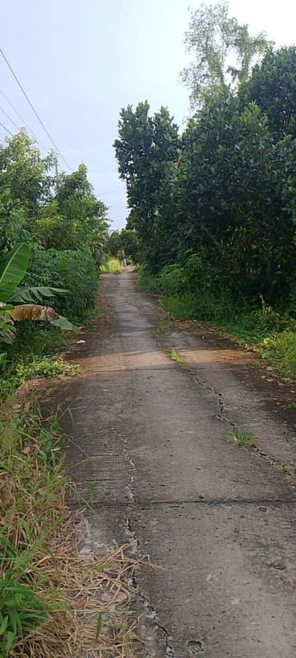 Đất vườn 20 công mít xã Mỹ Lợi B, Cái Bè, Tiền Giang giá 450 triệu/công - Đầu tư sinh lời!