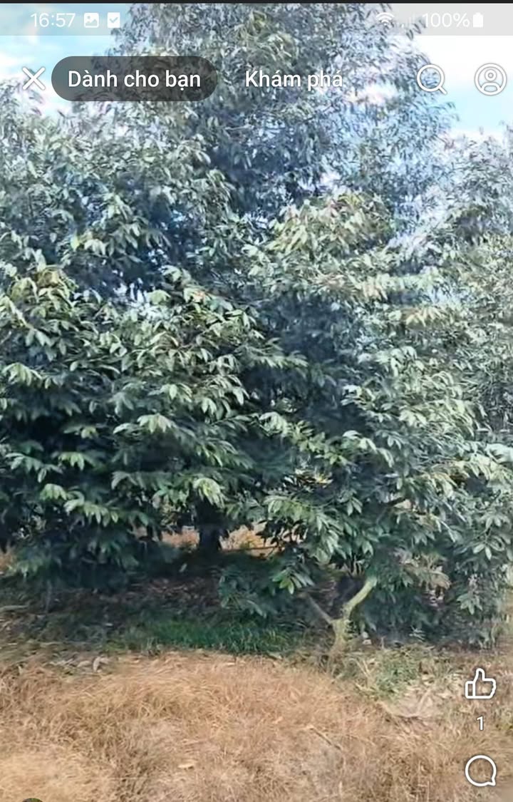 Farm Tân Thanh Cái Bè 53.000m² giá 2.799 tỷ - Vườn sầu riêng đang thu hoạch!