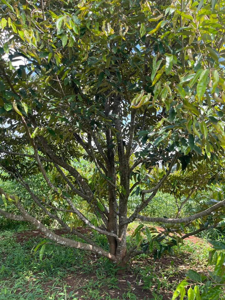 Farm đất đỏ 4.000m² tại Km 44, Đắk Lắk giá chỉ 1.9 tỷ - Cơ hội đầu tư hấp dẫn!