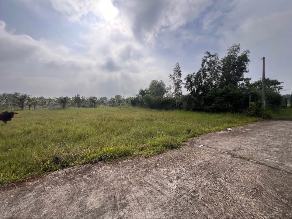 Đất thổ cư 140m² khu phố Xóm Mới 2, Gò Dầu - Pháp lý rõ ràng, đầu tư sinh lời!