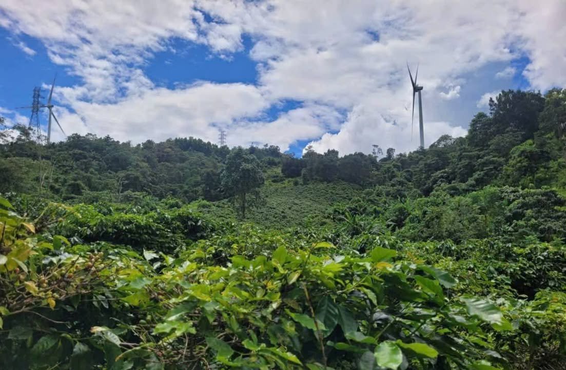 Đất nông nghiệp Hướng Phùng Quảng Trị 2 hecta giá 400 triệu - Cơ hội đầu tư hấp dẫn!