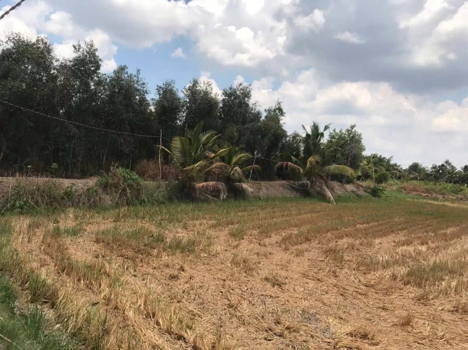 Đất cây lâu năm 5000m² tại ấp 3, xã Mỹ Thạnh, giá 4 tỷ - Cơ hội đầu tư hấp dẫn!