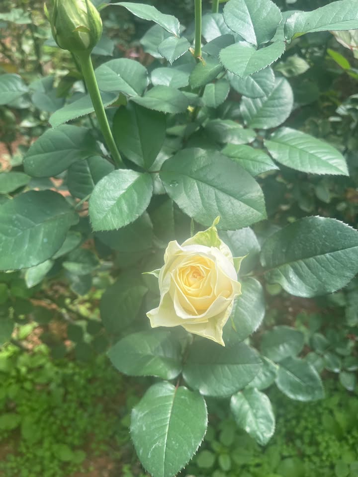 Farm cho thuê 5 sào bông Hồng tại Lạc Dương - Giá 225 triệu/năm, cơ hội đầu tư hấp dẫn!