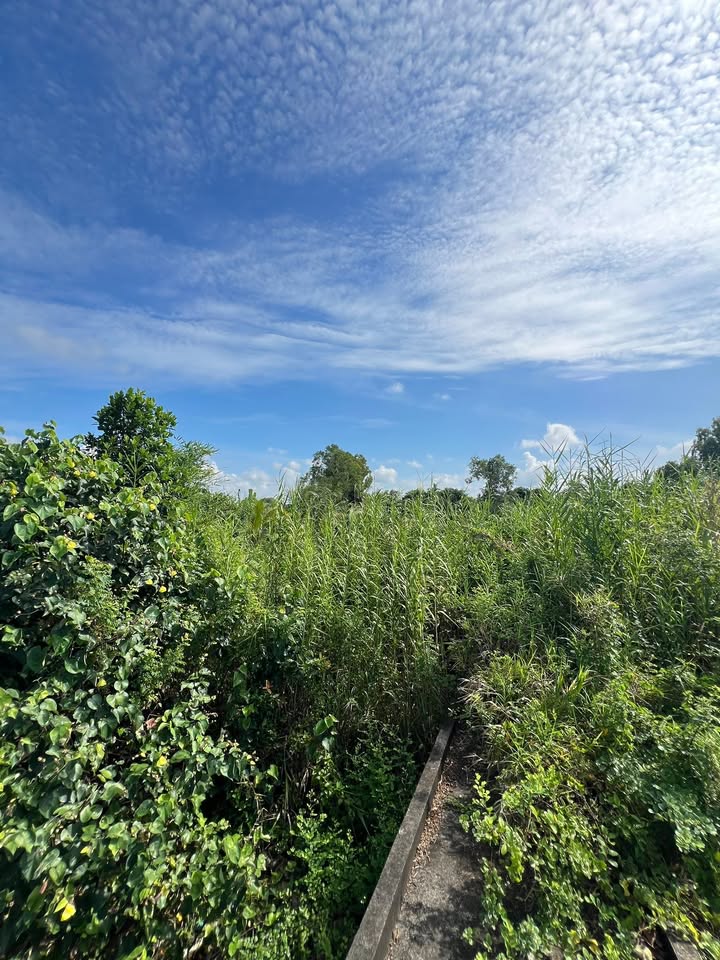 Đất đẹp Ô Môn, Cần Thơ 1705m² giá 1.099 tỷ - Đầu tư lý tưởng!