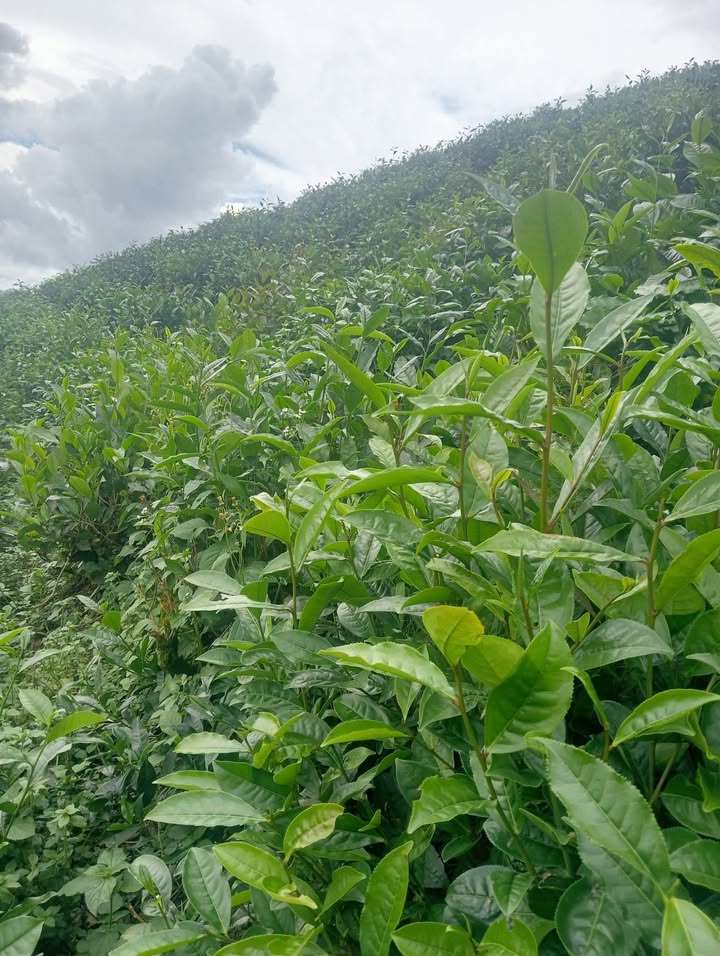 Đất Farm Đại Lào Bảo Lộc 20.000m² giá 479 triệu - Cơ hội đầu tư hấp dẫn!