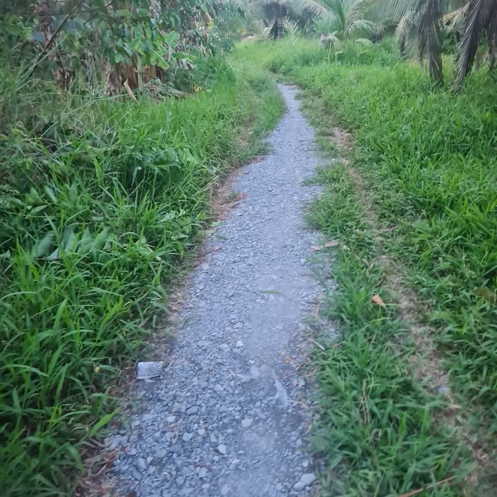 Farm 1ha tại xã Bình Thành, Giồng Trôm giá 370 triệu - Đầu tư sinh lời hấp dẫn!