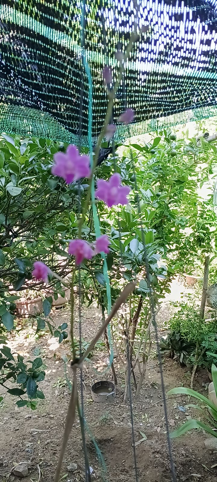 Đất vườn đẹp Quảng Sơn 1.000m² giá chỉ 100 triệu - Cơ hội đầu tư hấp dẫn!