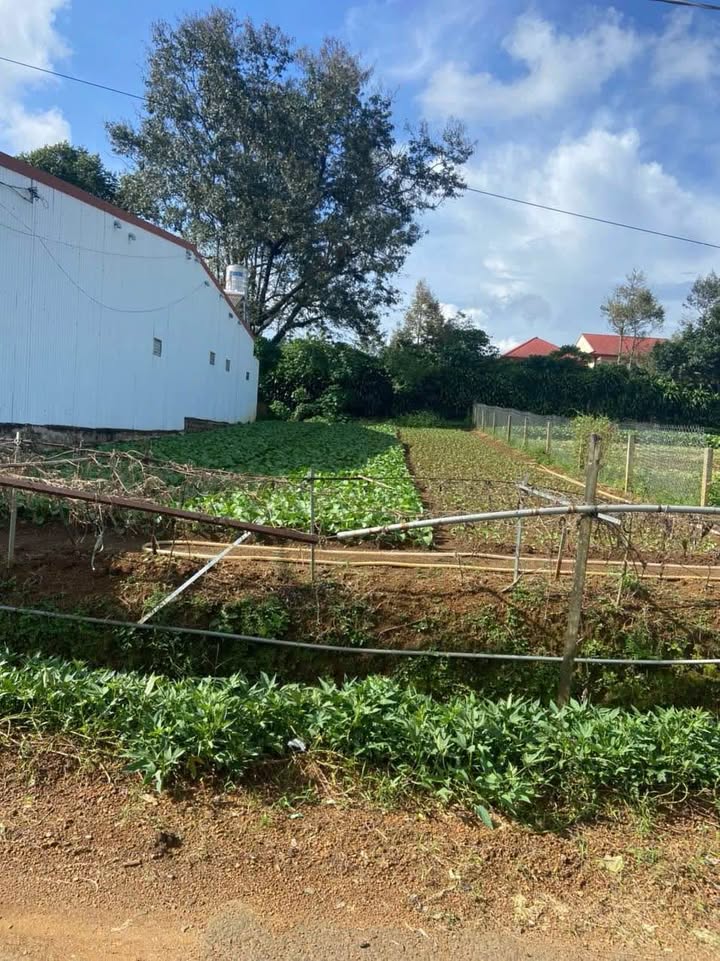 Đất hẻm 56 Chi Lăng, Lộc Sơn, Bảo Lộc 333m² giá 2.5 tỷ - Chính chủ bán gấp!