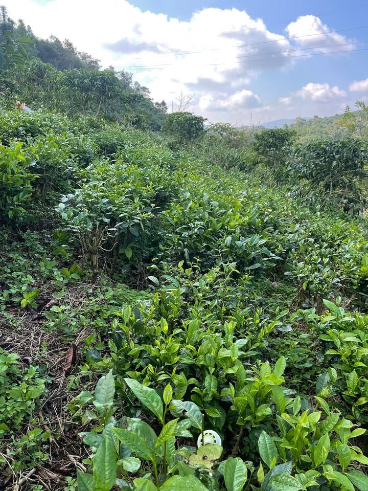 Farm Lộc Châu 1800m² giá 700 triệu - Đầu tư sinh lời ngay!