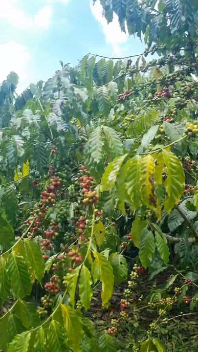 Đất nền Lộc Châu Bảo Lộc 360m² giá 650 triệu - Cơ hội đầu tư tuyệt vời!