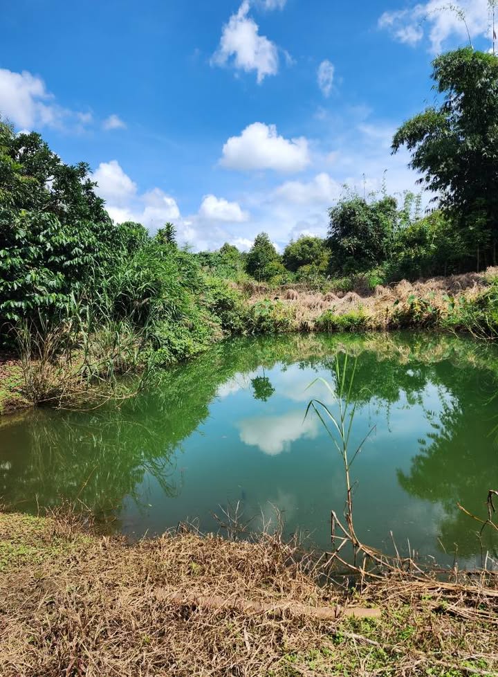 Farm 1,1ha cà phê tại Lộc Ngãi, Bảo Lộc - Giá 6.688 tỷ, thương lượng!