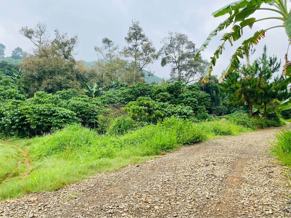 Đất nền Lộc Thành 12.960m² giá 9.86 tỷ - Pháp lý rõ ràng, lợi nhuận cao!