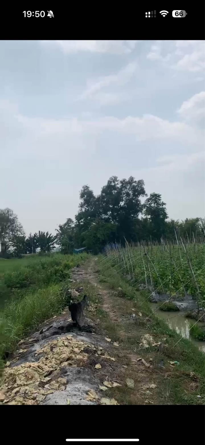 Bán ruộng giá rẻ tại xã Định Thành, huyện Thoại Sơn, 9500m² - Cơ hội đầu tư hấp dẫn!